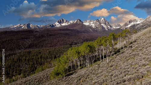 Aspen Grove and Idaho Sawtooth mountains morning