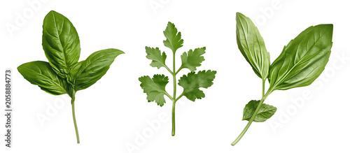 Three separate fresh green herb sprigs including basil and parsley, isolated on a transparent background.