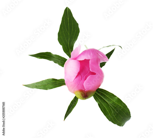 Beautiful pink peony flower with green leaves isolated on white