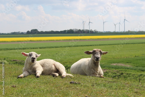 Schafe in Ostfriesland
