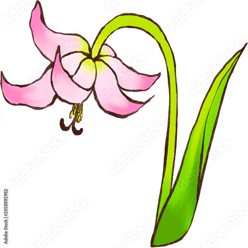 Lily