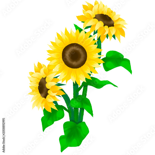 Sunflower 