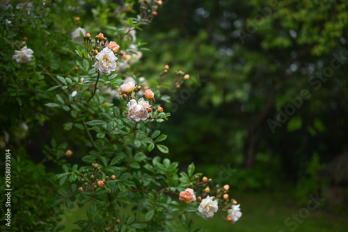 Принти на полотні Rose Ghislaine de Feligonde, small rambler or shrub with apricot and light pink