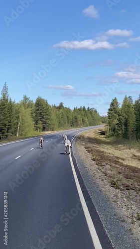 Reindeer walking along a winding road viewed from a moving vehicle in Lapland Finland