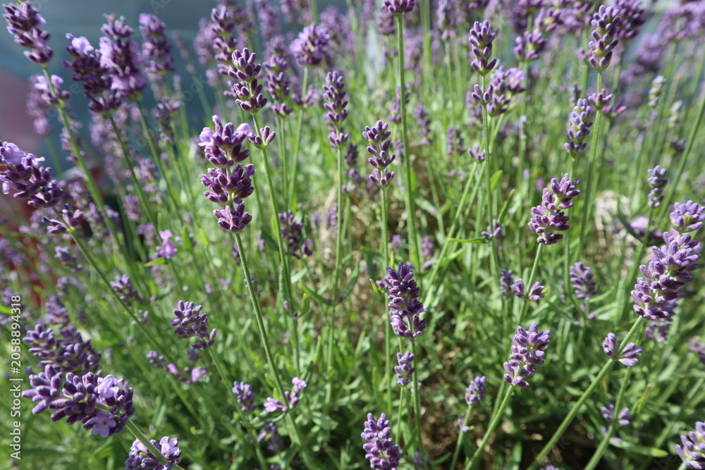 Obraz premium Purple blooming calming lavender