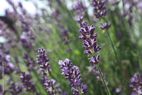 Purple blooming calming lavender