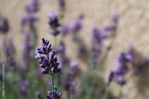 Purple blooming calming lavender