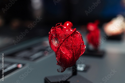 Bild auf Leinwand detailed plastination specimen of a human heart's blood vessel network, showcasing the intricate red coronary arteries and capillaries on a display stand with a shallow depth of field