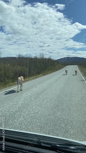Reindeer walking along a winding road viewed from a moving vehicle in Lapland Finland