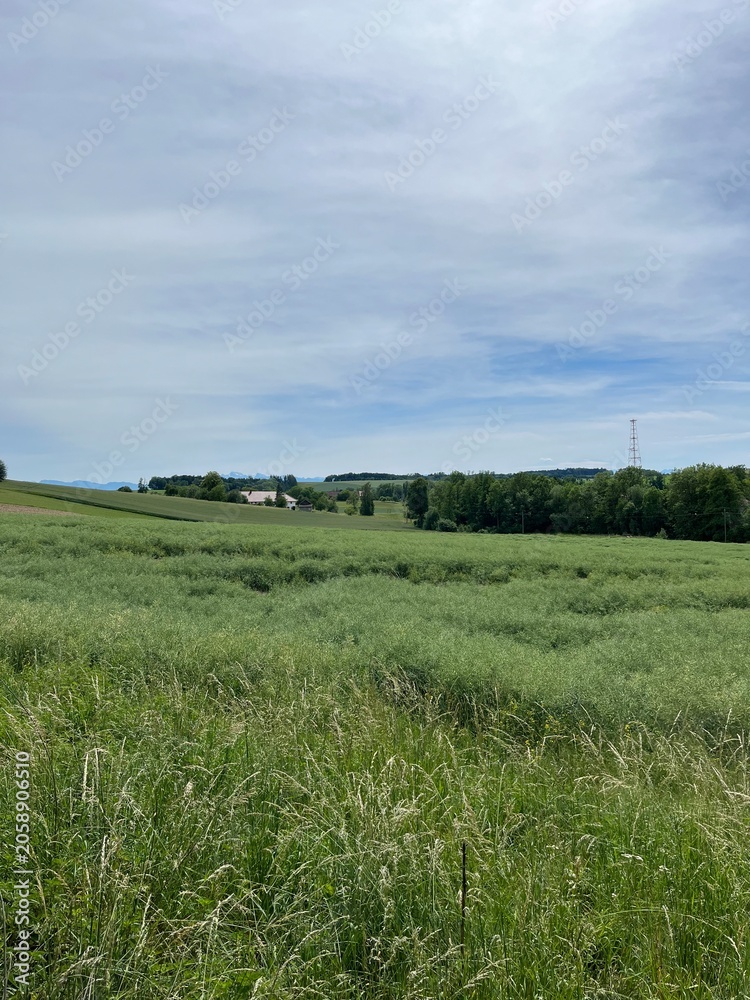 Fototapeta premium green field and blue sky