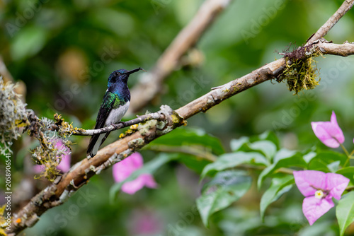 Colibri jacobin équatorien sur une branche en Amérique du Sud
