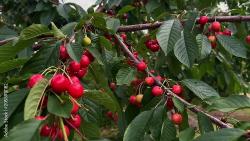 Lots of ripe red sweet cherries hanging on a tree branch