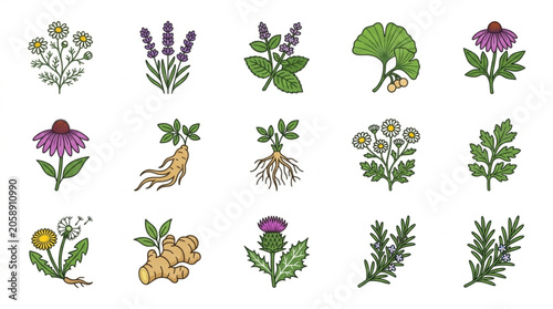 Cuadro en lienzo Collection of Various Medicinal Herbs and Plants.