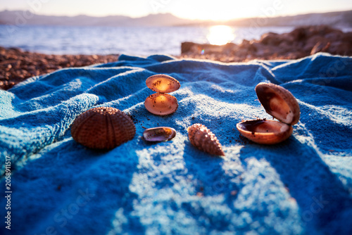 Empty sea shells and a sea urchin shell arranged on a blue towel on a sunny beach