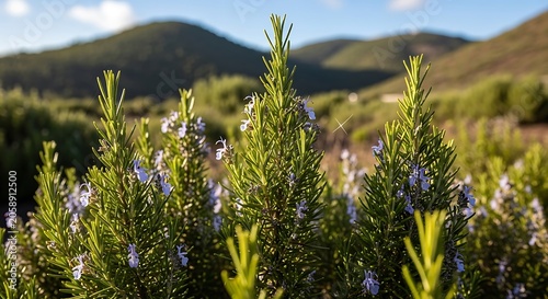 Rosemary plants in a field with mountains in the background under sunlight.