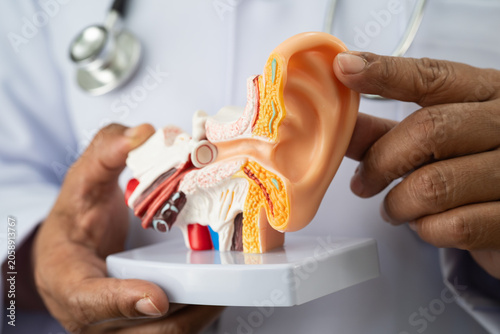 Asian doctor holding human ear model to learn and treat hearing loss in patient.