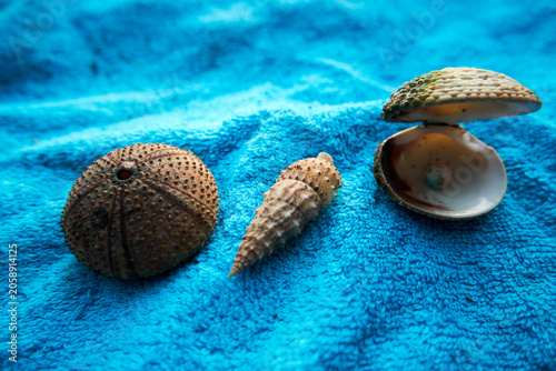 Flat lay top view of a sea urchin shell and open clams on a vivid blue textured towel