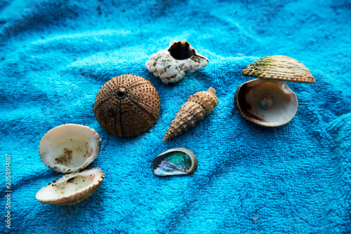 Still life top view arrangement of various ocean shells on a bright blue beach towel