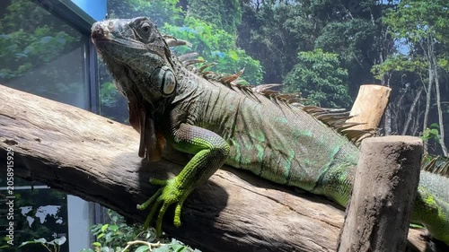 Iguana su un ramo