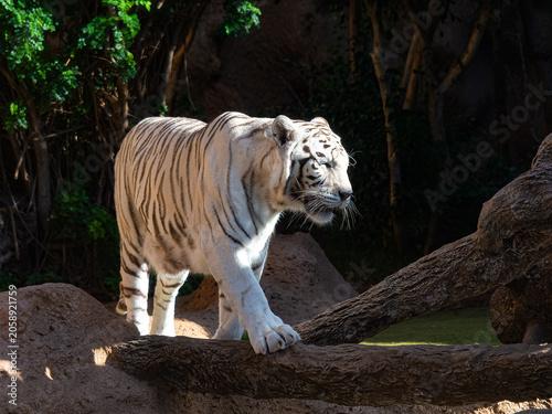Photography White tiger walking on a rock formation in nature