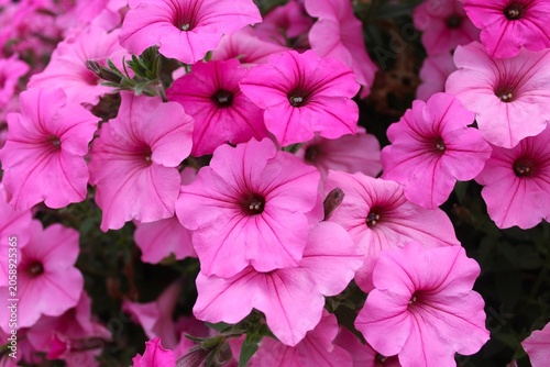 Foto pink phlox, summer bush flowers phlox
