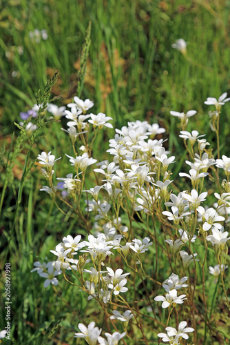 Фотография Closeup of a cluster of Meadow Saxifrage blooms, Nottinghamshire England
