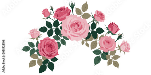 pink rose on a white background