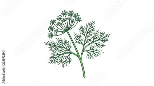 Fotografie Dill herb with delicate flowers and feathery leaves.