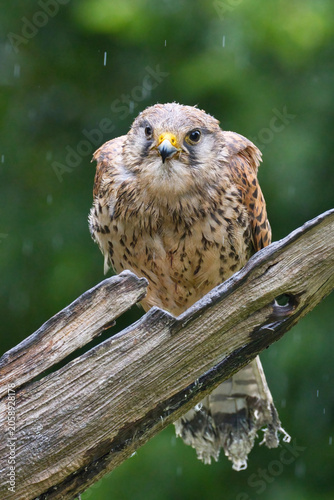 Female common kestrel, Falco tinnunculus, perched on a wet branch in the rain against a blurred green background.