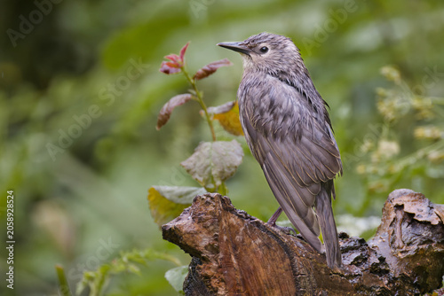 Juvenile common, Sturnus vulgaris,  starling with wet feathers perched on a wet log against a lush green background.