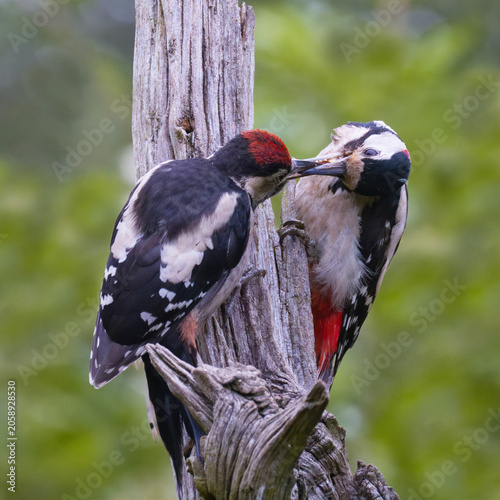 Adult great spotted woodpecker, Dendrocopos major, feeding its fledgling on a dead tree trunk against a green background.