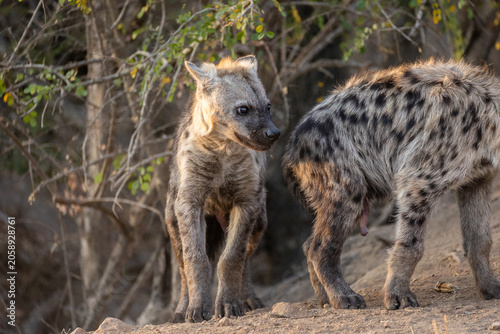Foto Spotted hyaena pair in natural habitat