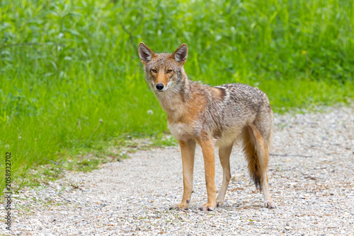 Coyote on a Limestone Path