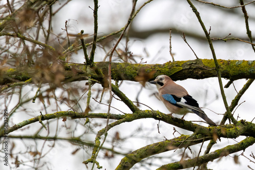 Canvas Print Eurasian Jay on a Mossy Branch