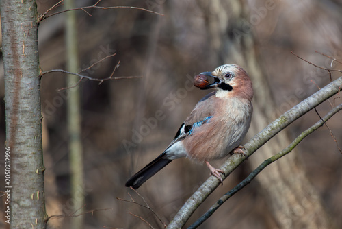 Eurasian Jay with an Acorn
