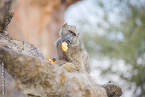 Canvas Print Young monkey eating orange fruit on rocky branch