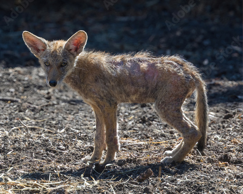 Young coyote standing on a dry, sunlit patch of bare soil, and appears to be suffering from severe hair loss, consistent with mange or another skin condition.