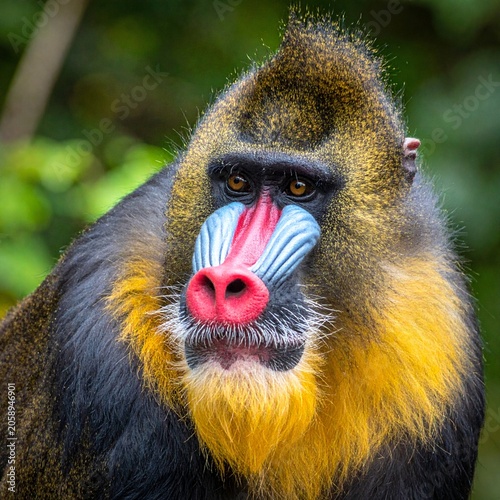 Colorful mandrill monkey