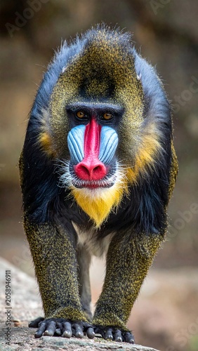 Colorful mandrill monkey