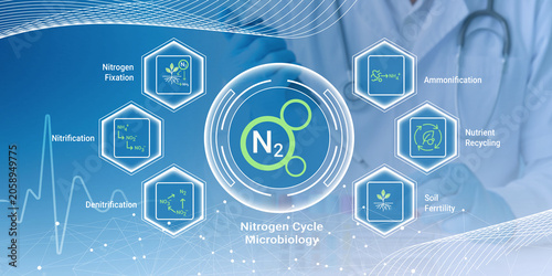 Konstfotografi Illustration of nitrogen cycle microbiology processes and their role in soil fer