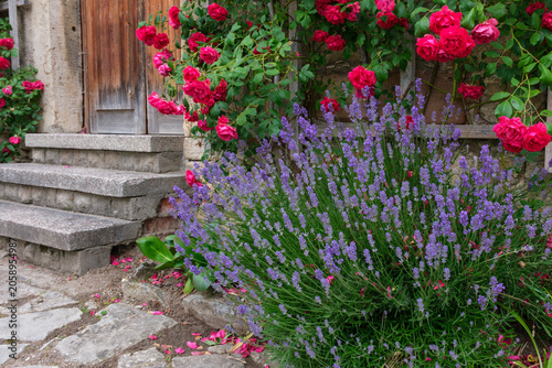 Fotografi Lavandula angustifolia Lavendel unter einem Spalier mit roten Kletterrosen