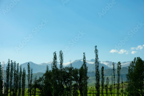 Landscape featuring a row of tall trees against a backdrop of rolling green hills and majestic snow-capped mountains under a clear blue sky, with ample space for text. With trees and snow peaks.