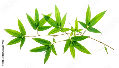 Green bamboo sprigs