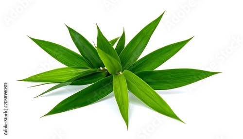 Lush green bamboo leaves