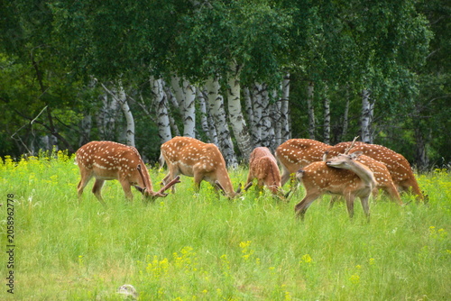 Burabay National Park. Republic of Kazakhstan. Siberian red deer.