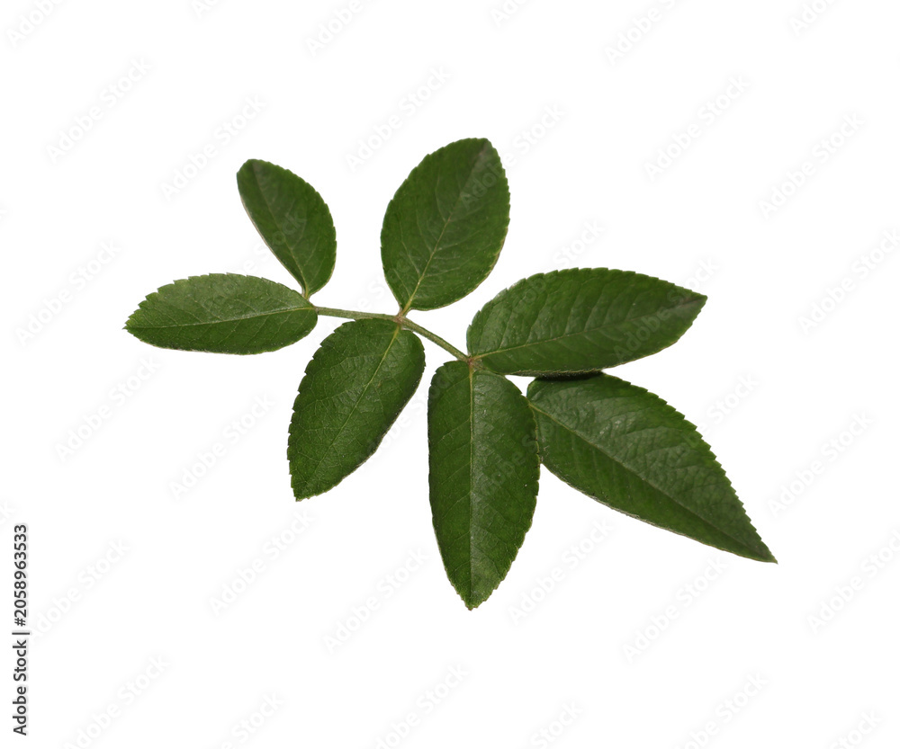 Fototapeta premium Green rose leaf stem with five leaves isolated on white studio light for nature concepts