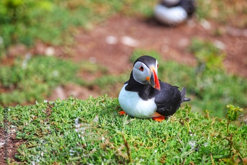 Puffins on Skomer island.