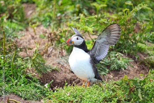 Puffins on Skomer island.