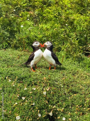 Puffins on Skomer island.
