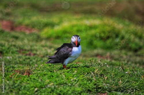 Puffins on Skomer island.